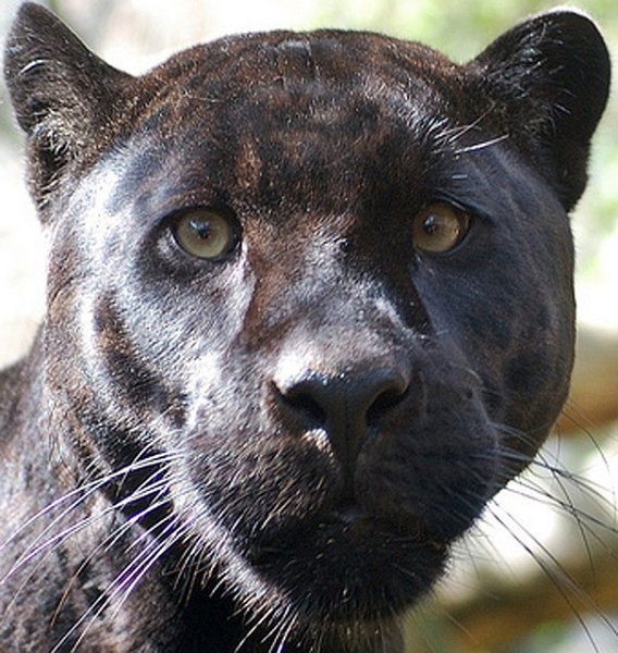 Blackpanther - 24.jpg